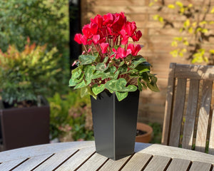 Decorative Plant Pots | Green Rebels DK