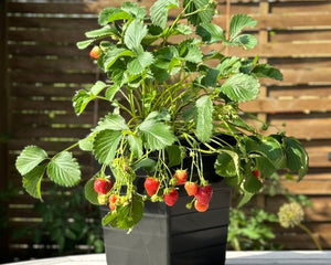 Special Offers | Green Rebels DK