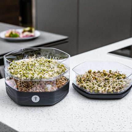 Mungo spirekasse - Green Rebels