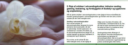 Gratis guide til dyrkning af orkidéer i selvvandingskrukker - Green Rebels