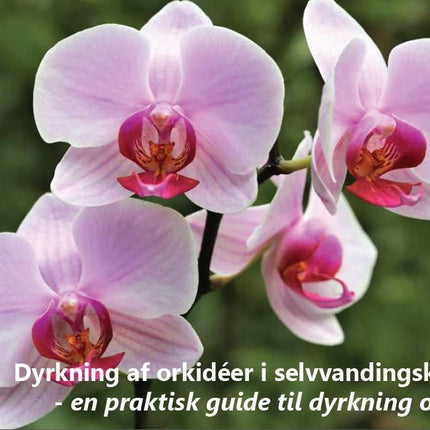 Gratis guide til dyrkning af orkidéer i selvvandingskrukker - Green Rebels