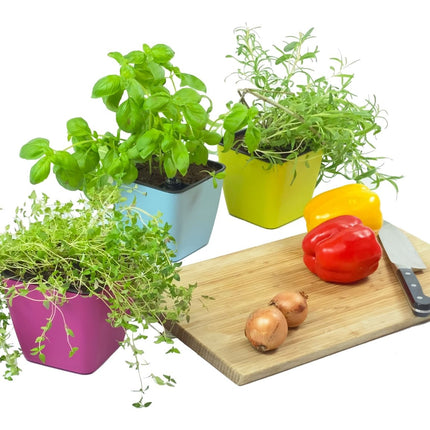 plantekrukke til krydderurter - med selvvanding - mix af farver (pakke med 3 stk.)