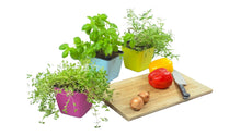 Indlæs billede til gallerivisning plantekrukke til krydderurter - med selvvanding - mix af farver (pakke med 3 stk.)
