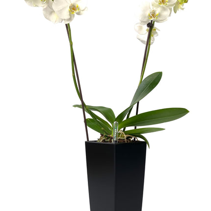 Sort selvvandingskrukke, orkide, vandmåler, blomst, dekoration, indretning