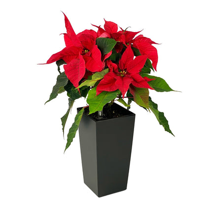 Rød julestjerne, sort selvvandingskrukke, blomst, dekorativt