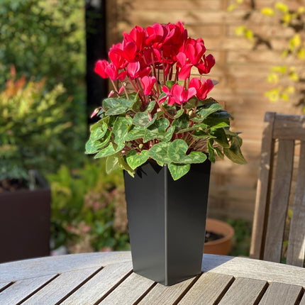 Sort plantekrukke med blomst, solskin udendørs