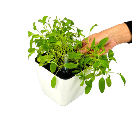 Hvid plantekrukke, krydderurter, vandmåler, selvvanding