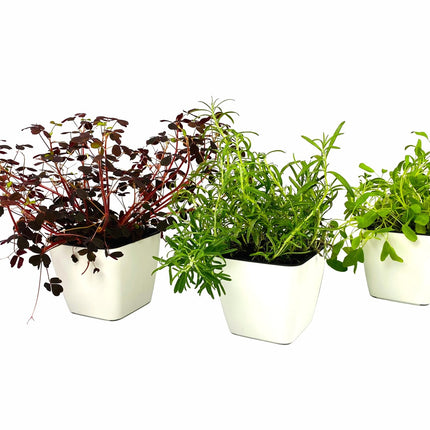 Krukker med krydderurter, hvide plantekrukker