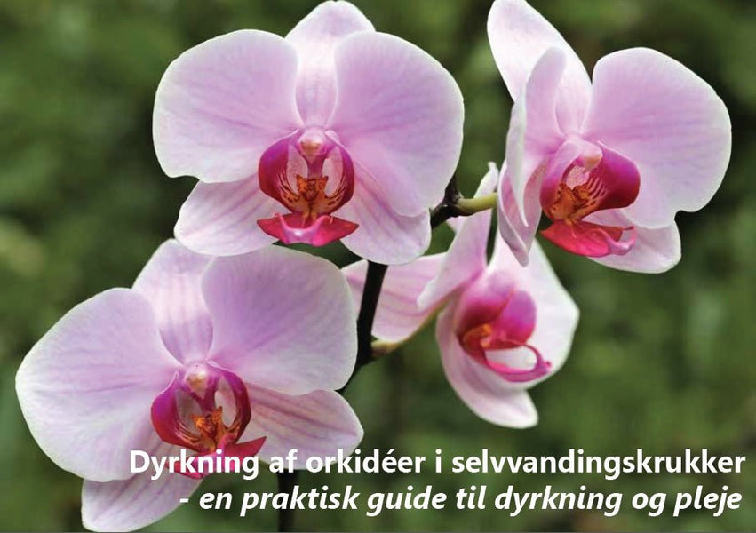 Gratis guide til dyrkning af orkideer i selvvandingskrukker