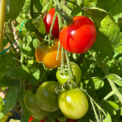 Dyrk selv - Green Rebels