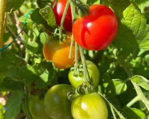 Dyrk selv - Green Rebels