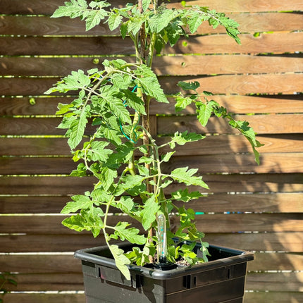 Homefarm 1 with tomato plant