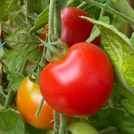 Homefarm 3 kapillærkasse - dyrk grøntsager hjemme - Green Rebels