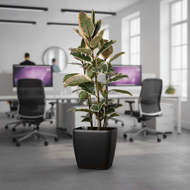 Quadrato Matt - 24 cm sort - med selvvanding - Green Rebels