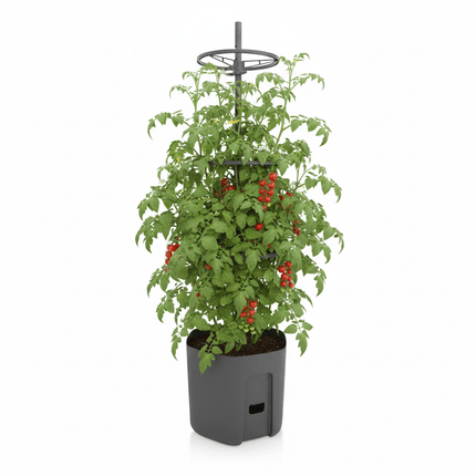 Tomatkrukke med justerbart plantestativ – selvvandende - Green Rebels