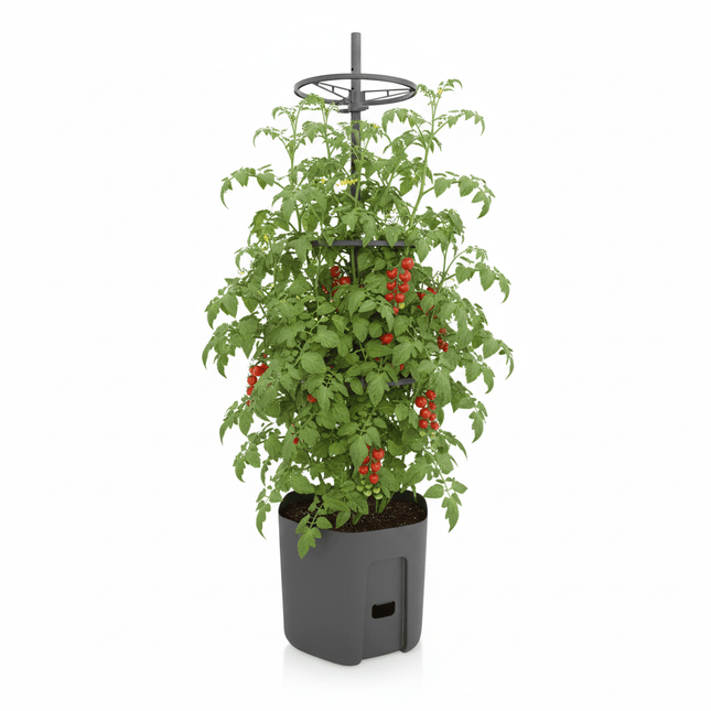 Tomatkrukke med justerbart plantestativ – selvvandende - Green Rebels