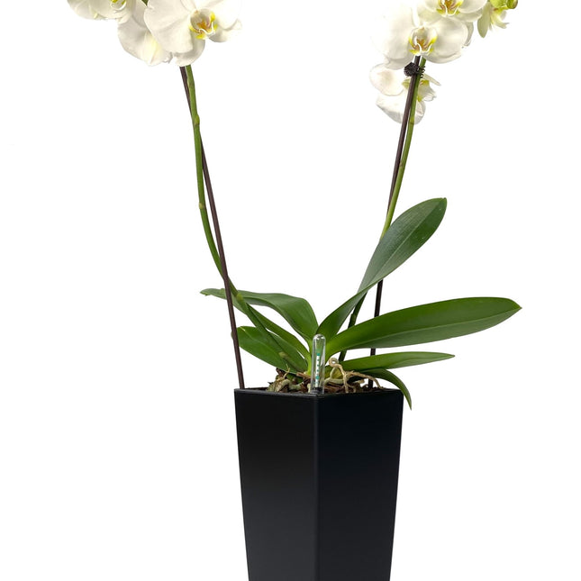 Orkide, blomst, dekorativt, plantekrukke, blomsterkrukke, selvvandingskrukke, sort