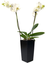 Load image into Gallery viewer, Orkide, blomst, dekorativt, plantekrukke, blomsterkrukke, selvvandingskrukke, sort
