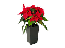 Load image into Gallery viewer, Rød julestjerne, sort selvvandingskrukke, blomst, dekorativt
